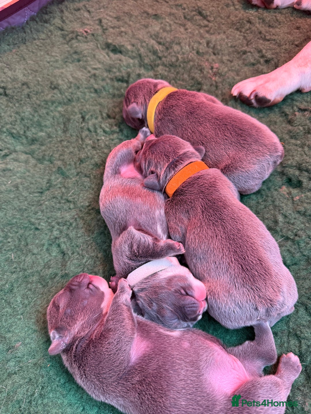 French Bulldog dogs for sale: French Bulldog Puppies – Ready 1st December! 💙 🐾 - Image 9