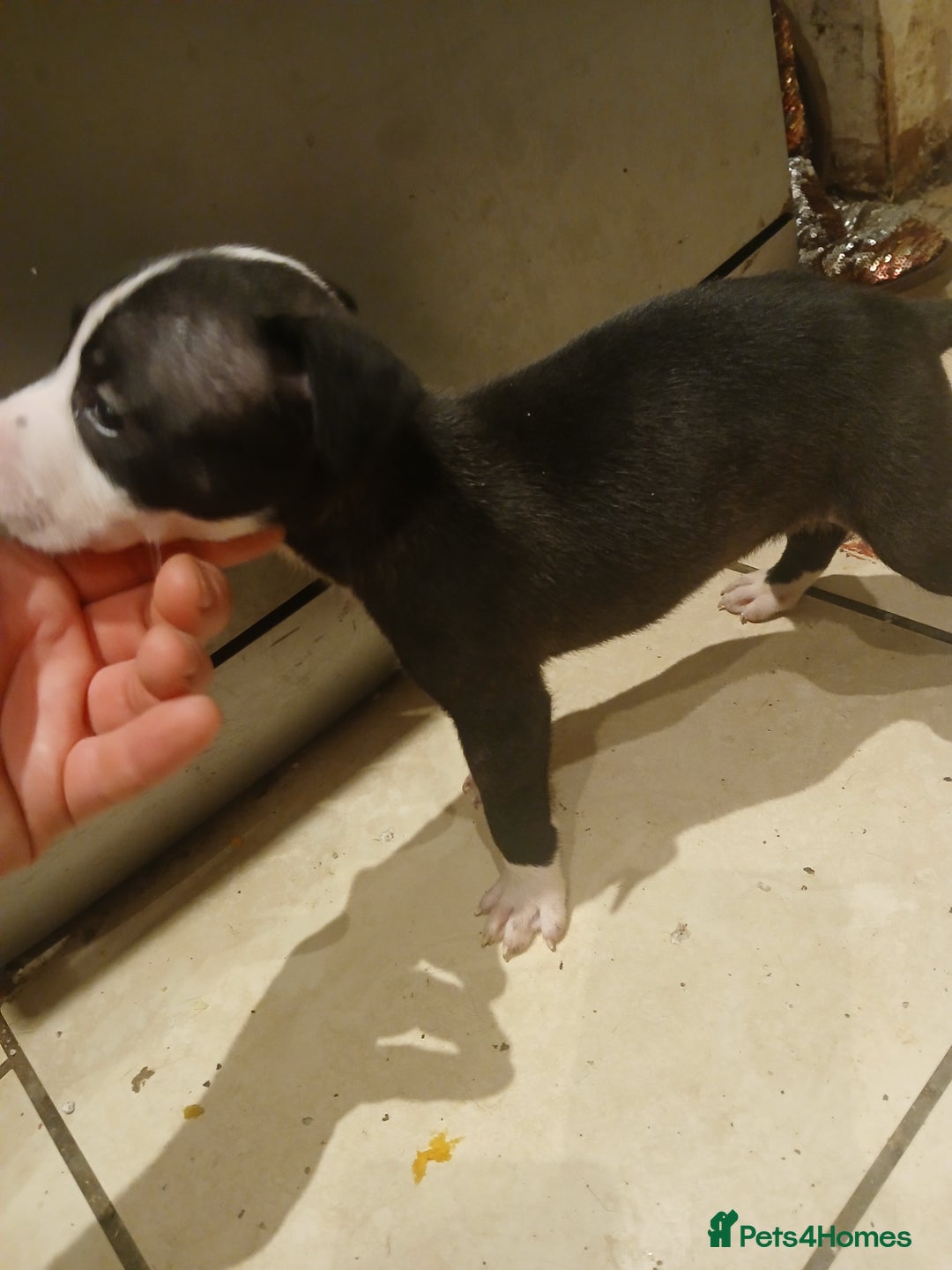 Staffordshire Bull Terrier dogs for sale: Staffordshire bull terrier 2x litters - Image 15