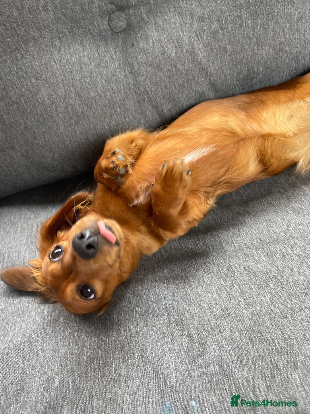 Dachshund dogs for sale: KC registered miniature red dachshund  in Barry - Advert 2