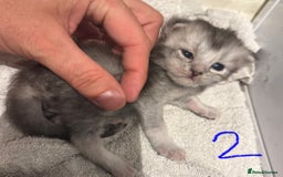 British Longhair cats for sale: 🩵BritishLonghair X Mainecoon Boys🩵 - Image 16