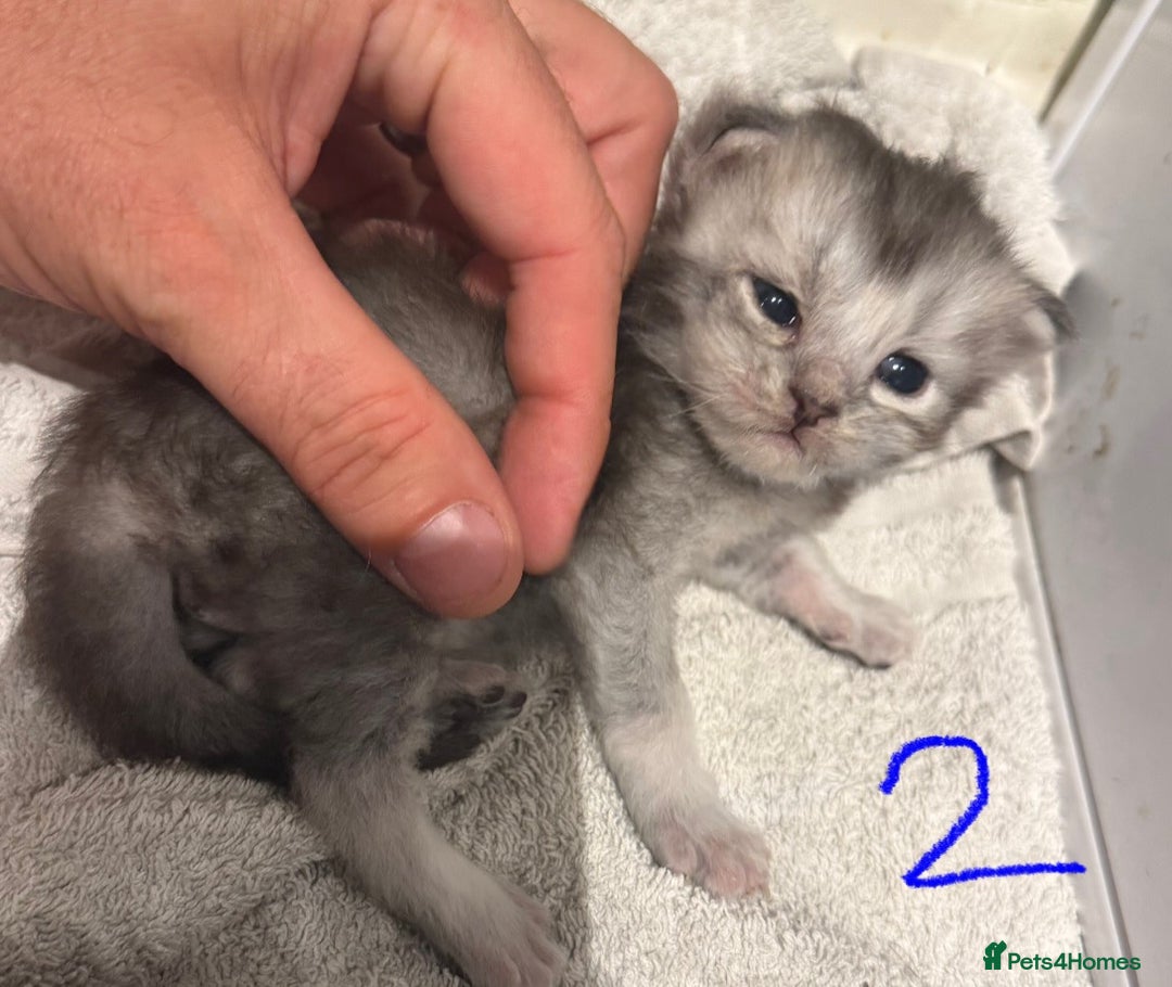 British Longhair cats for sale: 🩵BritishLonghair X Mainecoon Boys🩵 - Image 16