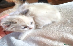 Ragdoll cats for sale: 2 ragdolls for sale - Image 4