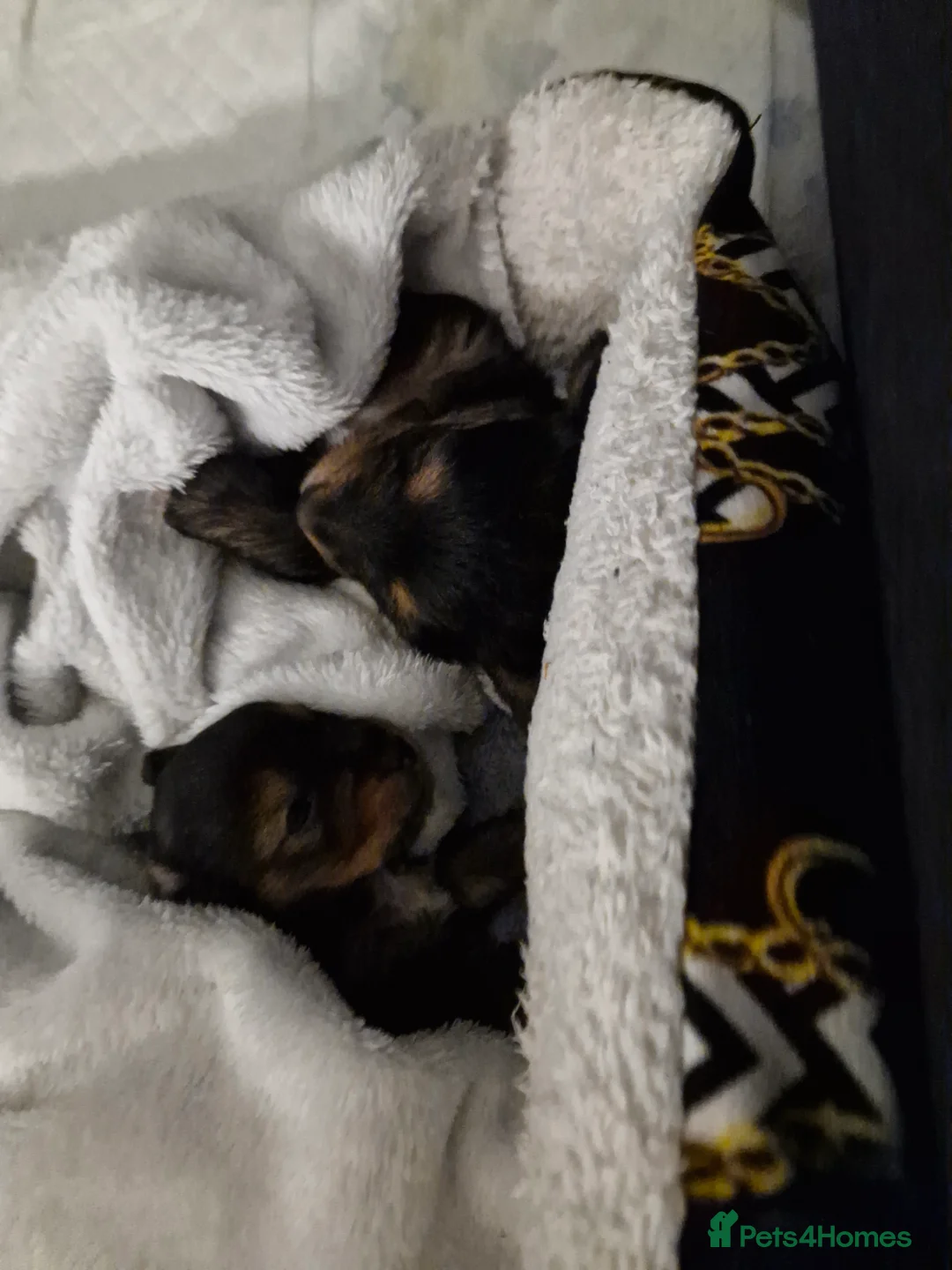 Yorkshire Terrier dogs for sale: Femail and male puppy    - Advert 3