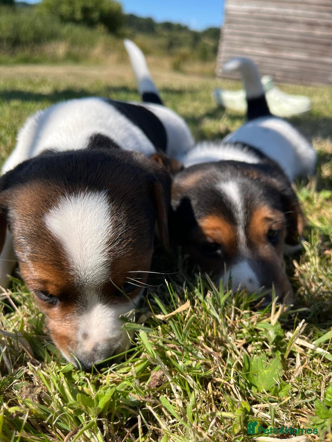 Mixed Breed dogs for sale: Beautiful beagle cross puppies - Image 3