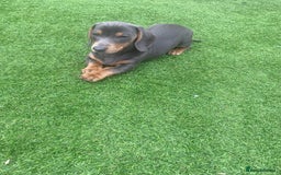 Miniature Dachshund dogs for sale: Miniture dachshund puppies - Image 36