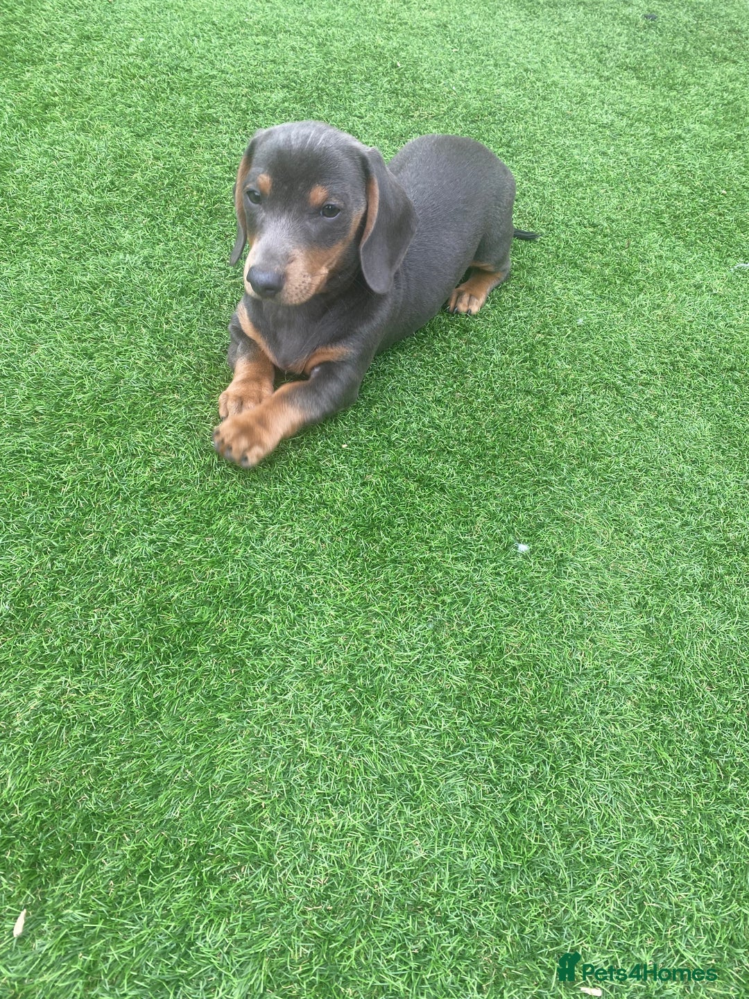 Miniature Dachshund dogs for sale: Miniture dachshund puppies - Image 36