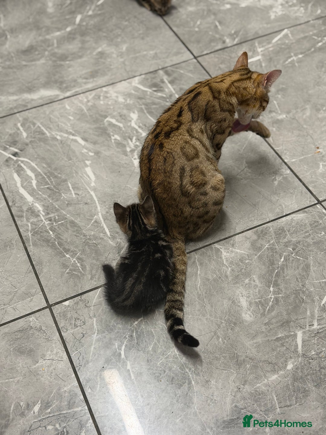 Bengal cats for sale: Adorable kittens for loving homes - Advert 21