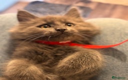 Maine Coon cats for sale: FINAL 3 REMAINING :TICA registered Mainecoons  - Image 13