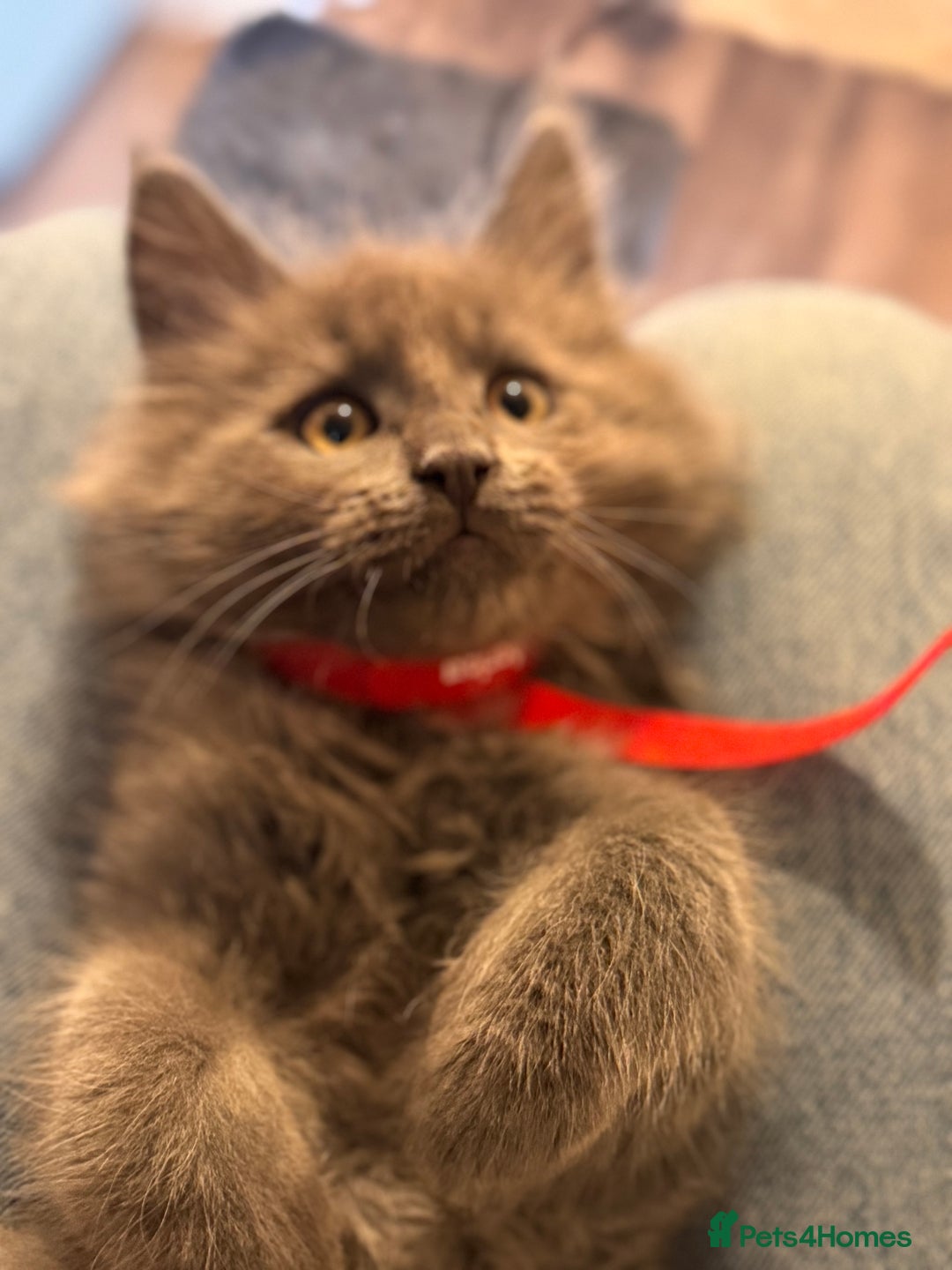 Maine Coon cats for sale: FINAL 3 REMAINING :TICA registered Mainecoons  - Image 13