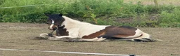 Other Breed horses for sale: Mountain pony - Advert 2