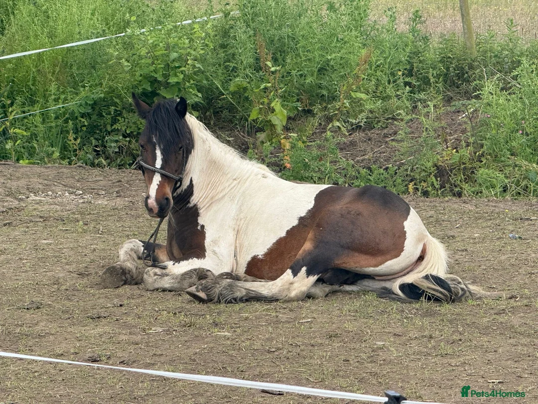 Other Breed horses for sale: Mountain pony - Advert 2