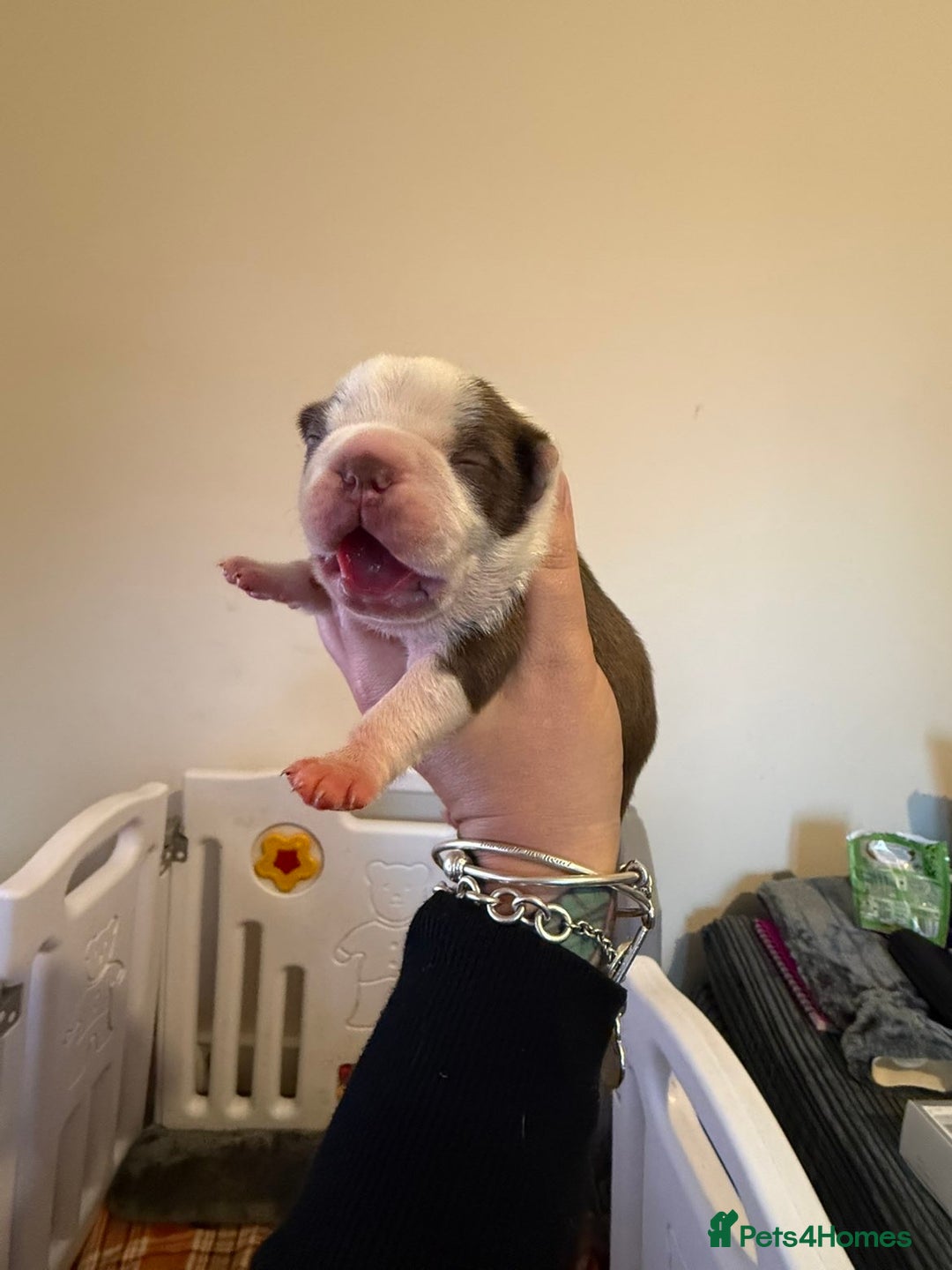 Boston Terrier dogs for sale: Quality Lines KC Registered Boston Terrier Puppies - Advert 2