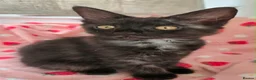 Maine Coon cats for sale: 3 Maine Coon kittens. - Advert 9