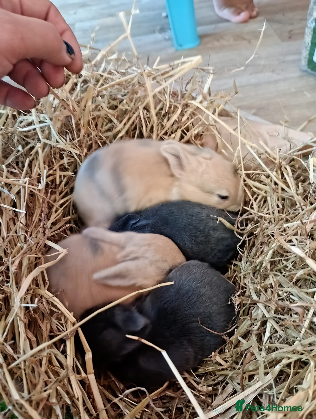 Mixed Breed rabbits for sale: Beautiful baby bunnies  - Advert 4
