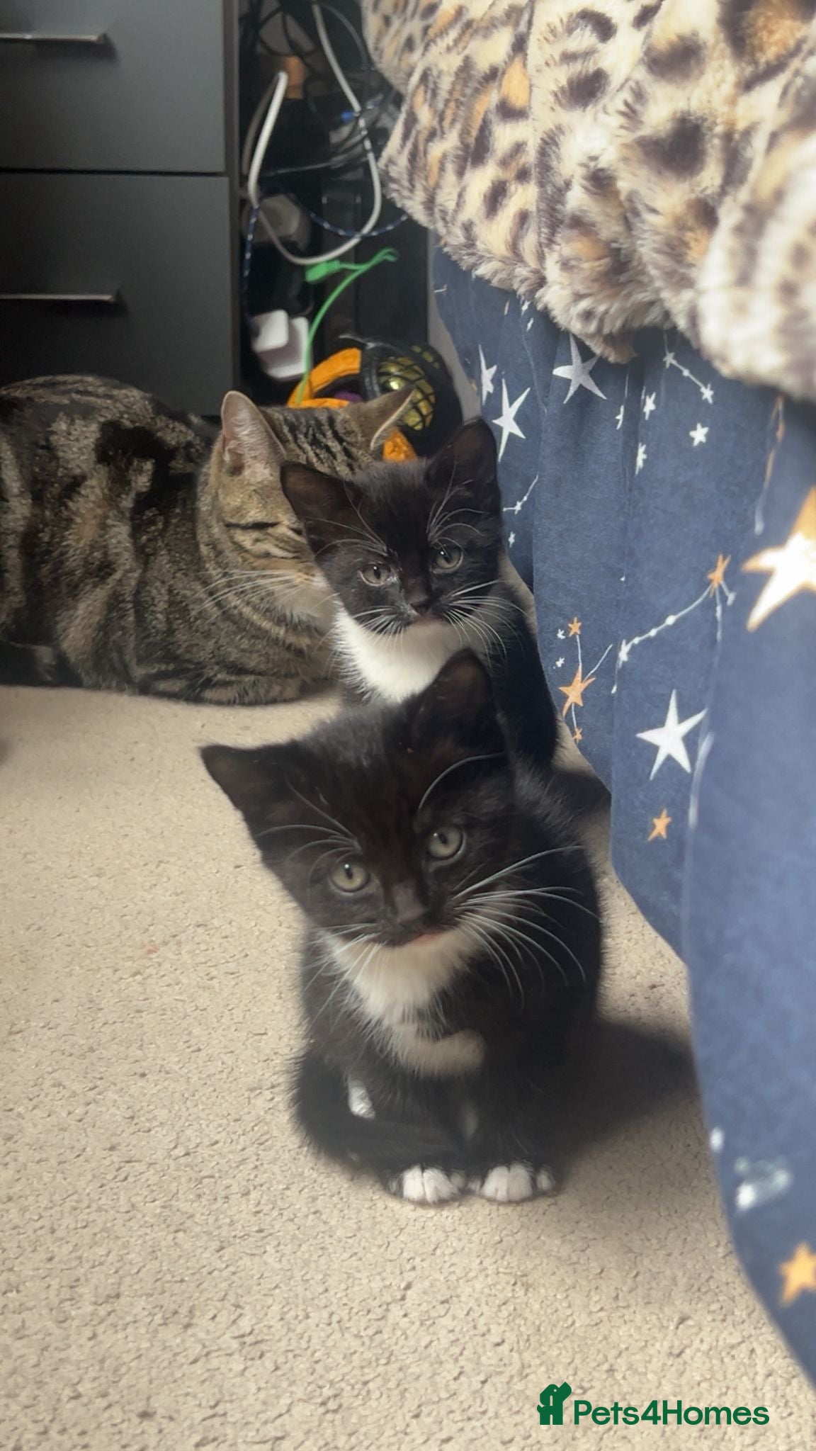 Mixed Breed cats 1 black and white male left ❤ - Advert 15