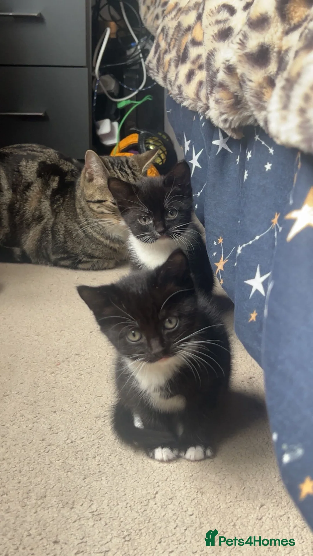 Mixed Breed cats for sale: 4 beautiful kittens  - Advert 2