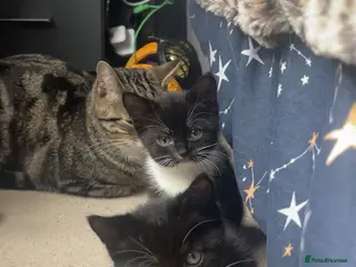 Mixed Breed cats 1 black and white male left ❤ - Advert 15