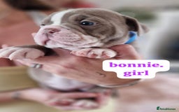English Bulldog dogs for sale: Olde English bulldog puppies  - Image 20