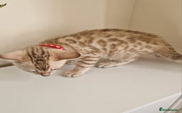 Bengal cats for sale: Stunning Glittered Pedigree Benga kittens  - Image 34