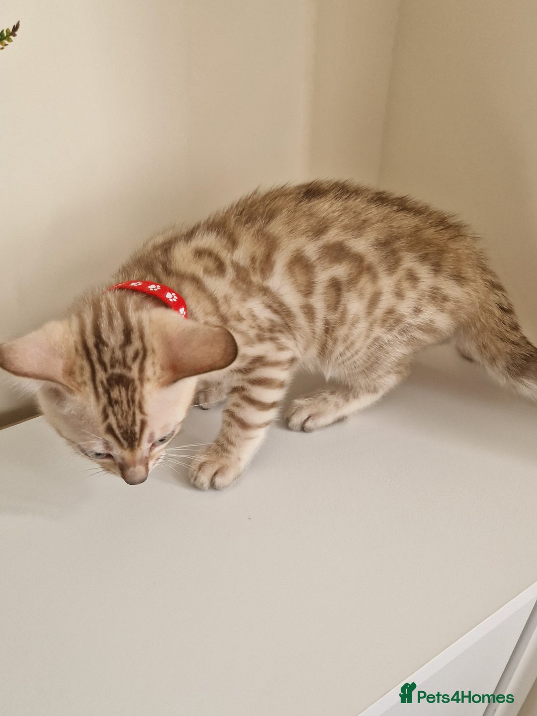 Bengal cats for sale: Stunning Glittered Pedigree Benga kittens  - Image 34