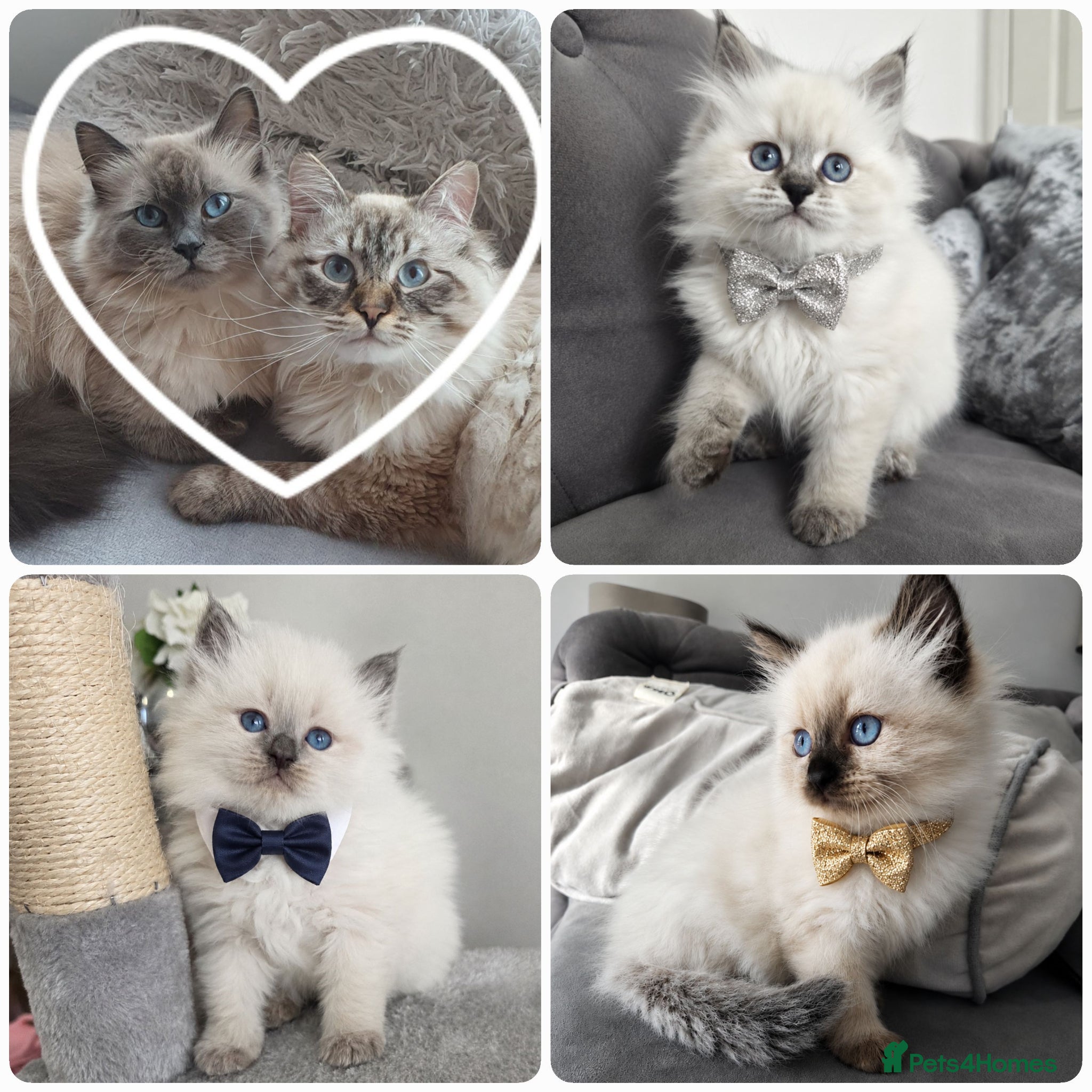 Siberian cats 🤩Champion bloodlines neva masquerade siberians🤩 - Advert 4