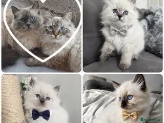 Siberian cats 🤩Champion bloodlines neva masquerade siberians🤩 - Advert 4