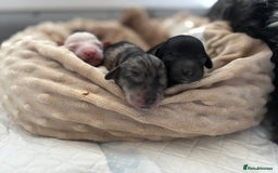 Mixed Breed dogs for sale: Cockapoo cross cavapoo - Image 12