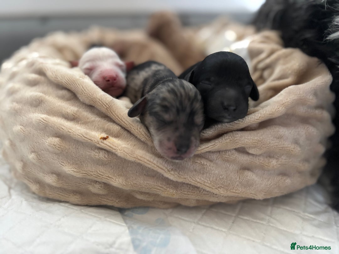 Mixed Breed dogs for sale: Cockapoo cross cavapoo - Image 12