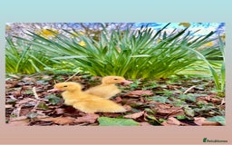 Ducks poultry for sale: Ducks & Ducklings in a wide range of breeds  - Image 1