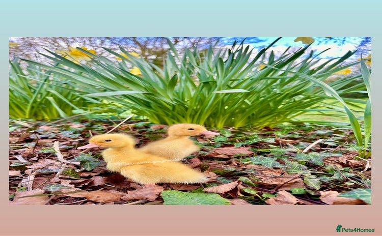 Ducks poultry - Advert 9