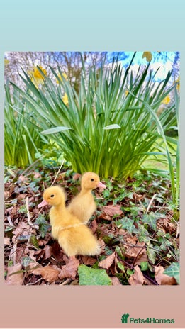 Ducks poultry - Advert 13