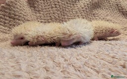 Pygmy Hedgehog rodents for sale: Little baby albino hedgehog Ruby red eyes.  - Image 2