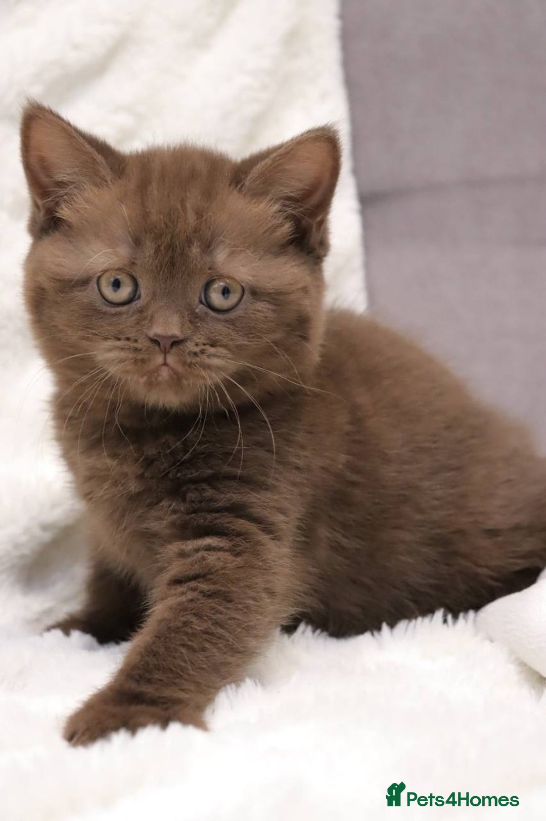 Scottish Fold cats for sale: Stunning Champions Bloodlines  kittens  - Advert 8