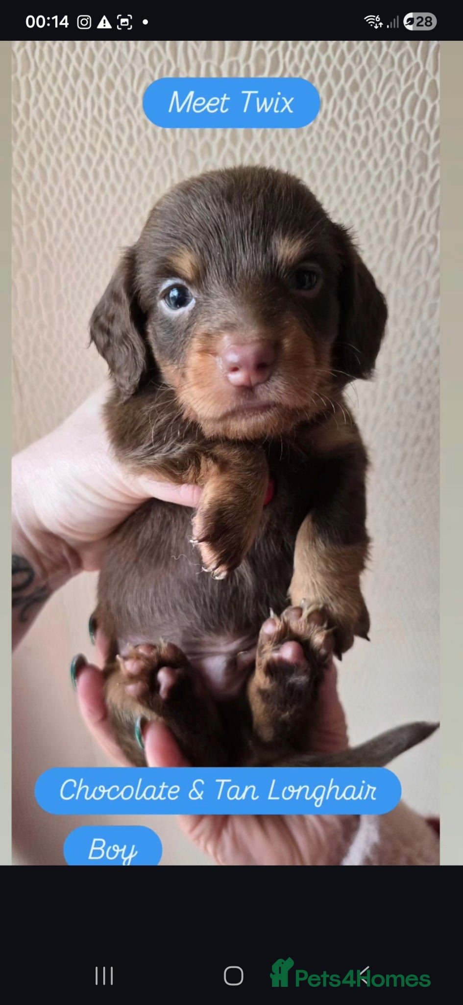 Miniature Dachshund dogs 4 FAB LONGHAIR & 4 Shorthair Minature Dashounds - Advert 16