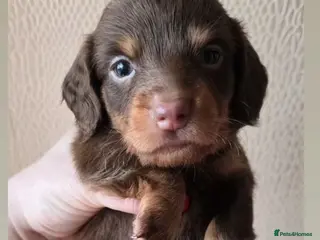 Miniature Dachshund dogs 4 FAB LONGHAIR & 4 Shorthair Minature Dashounds - Advert 16