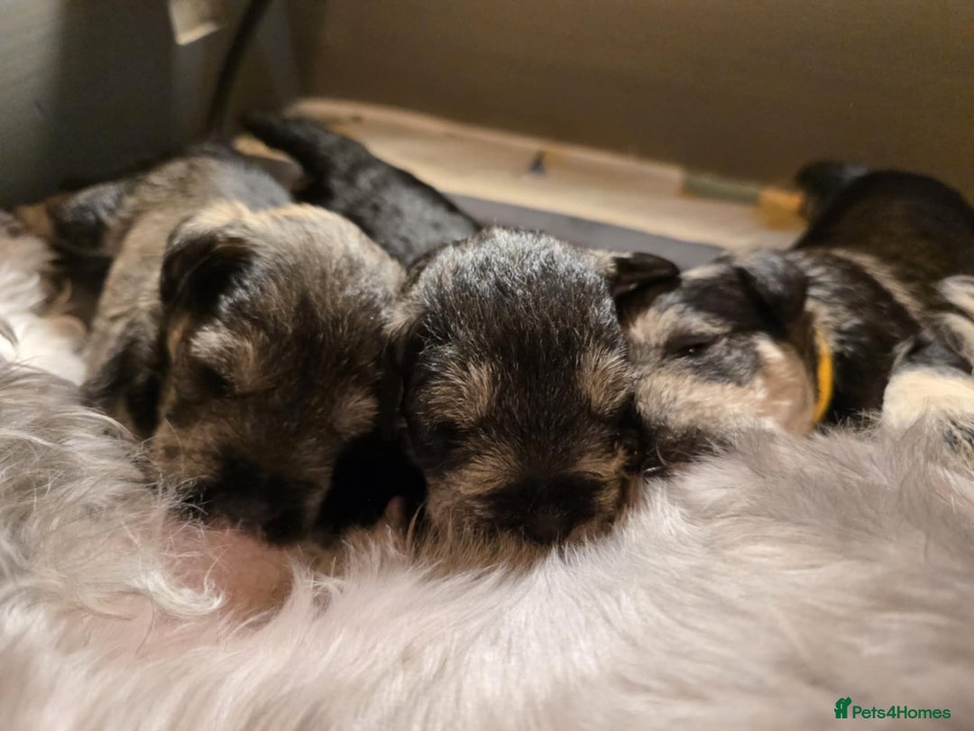 Miniature Schnauzer dogs for sale: Miniature Schnauzer - Advert 3