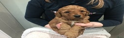 Labradoodle dogs for sale: 5* MINI F1B LABRADOODLE PUPPIES. - Advert 9