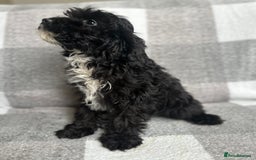 Cockapoo dogs for sale: Beautiful cockapoos looking for forever homes  - Image 19