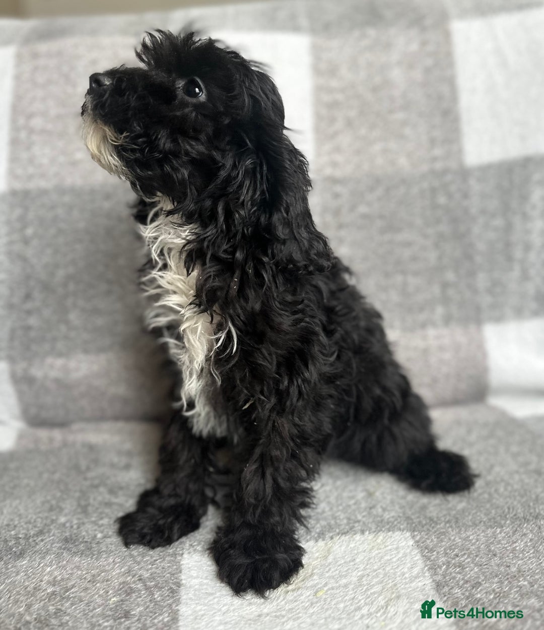 Cockapoo dogs for sale: Beautiful cockapoos looking for forever homes  - Image 19
