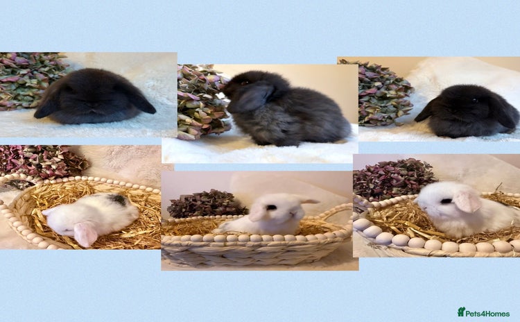 Mini Lop rabbits Mini Lop babies (Only 2 Boys left) - Advert 15