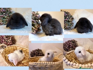 Mini Lop rabbits Mini Lop babies (Only 2 Boys left) - Advert 18
