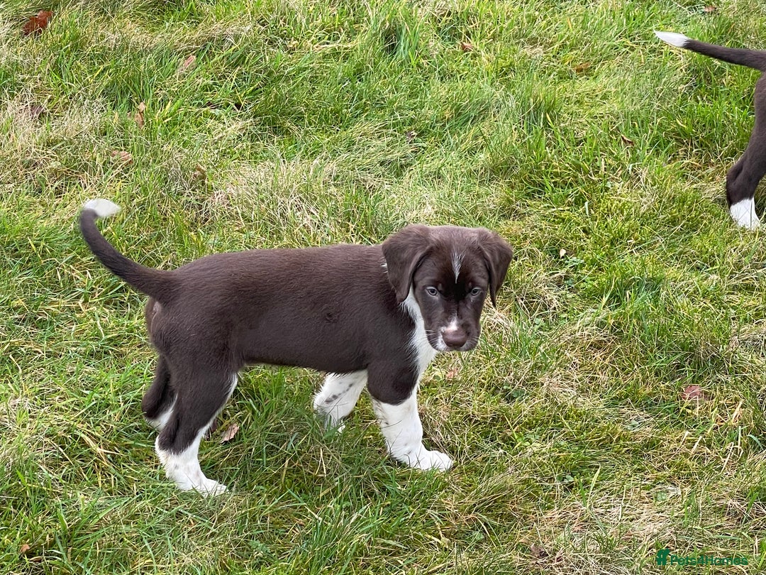 Mixed Breed dogs for sale: Sprollie pups for sale - Advert 17