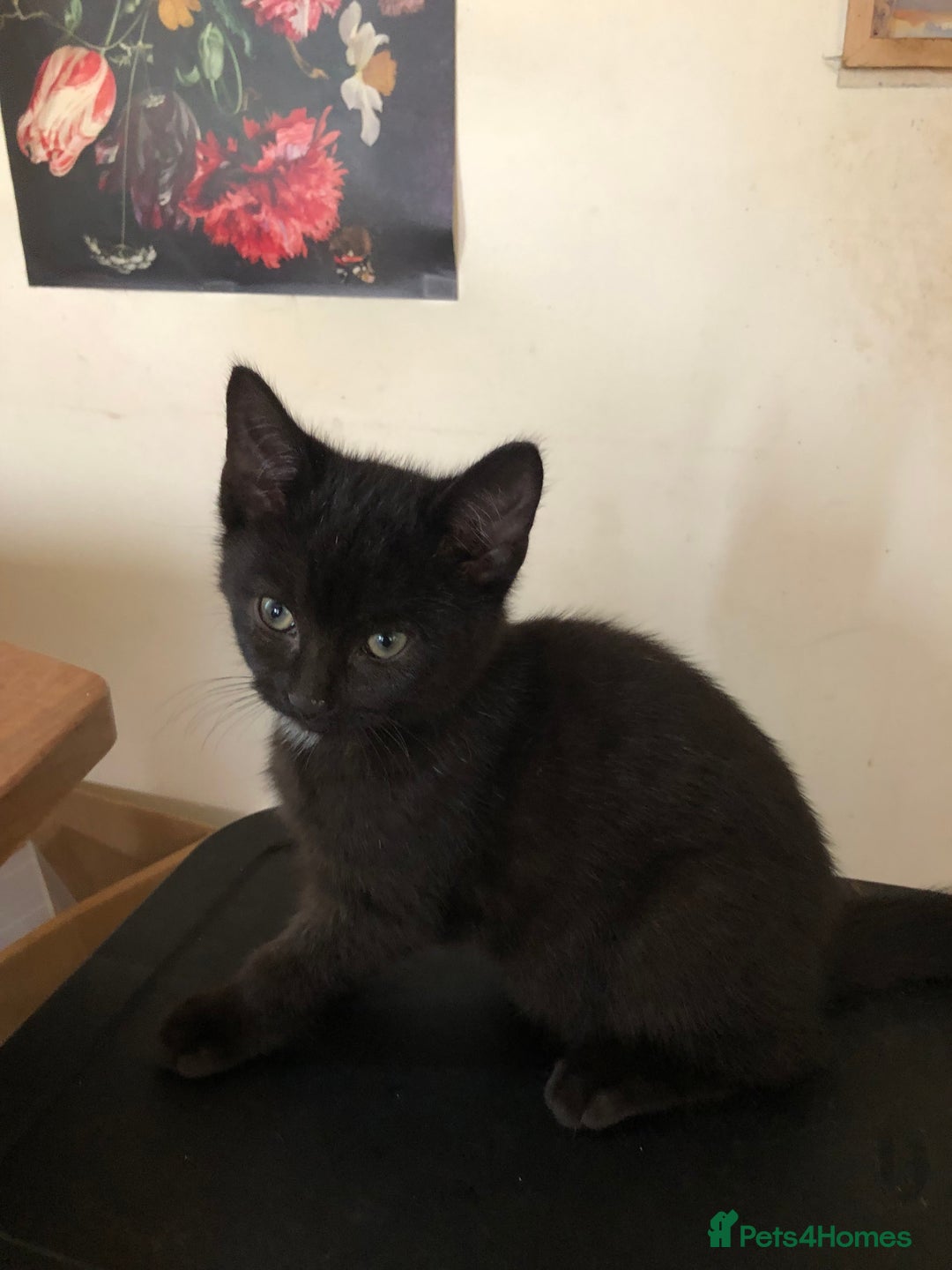 Mixed Breed cats for sale: 4 x male Maine Coon/Siamese mix breed kittens - Image 3