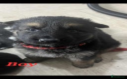 German Shepherd dogs for sale: KC registered German Shepherd puppies  - Image 3