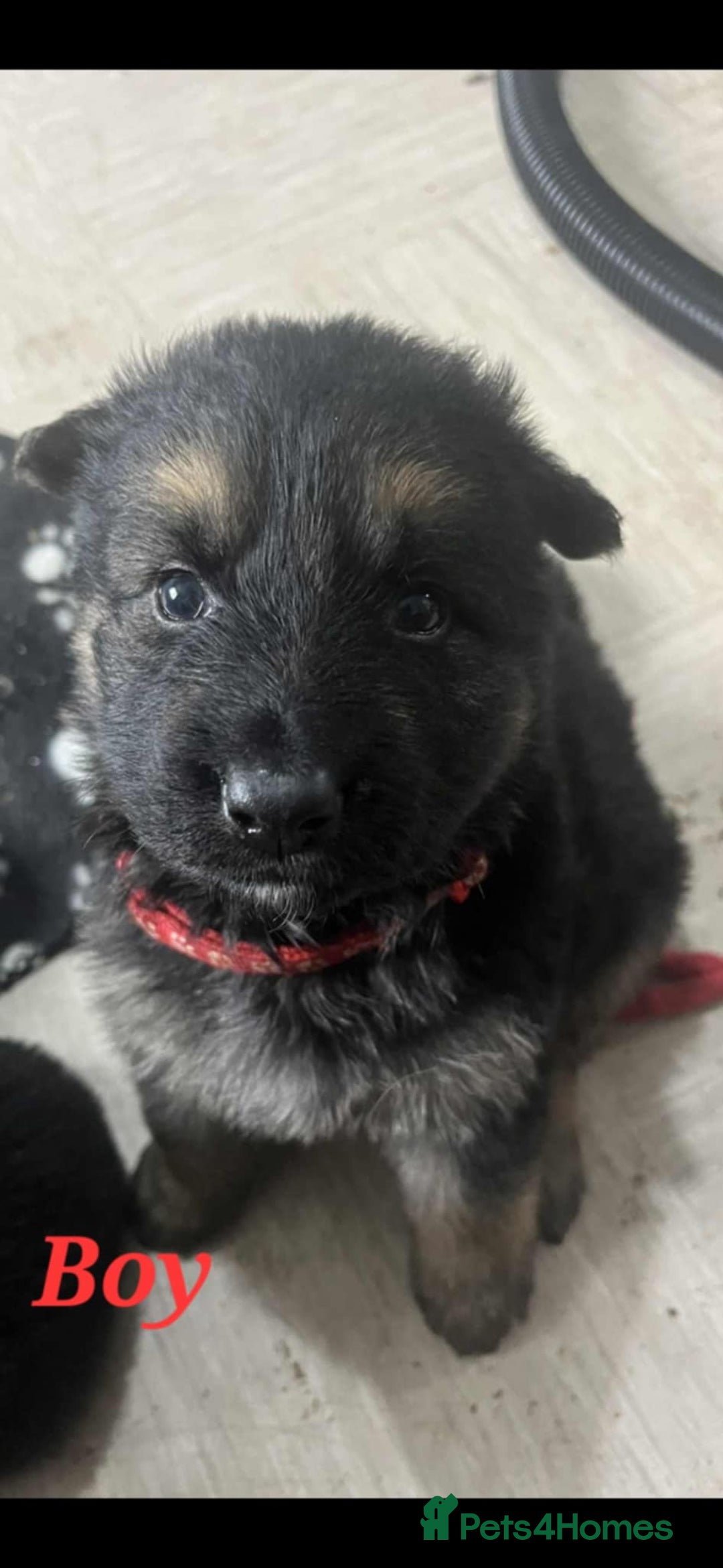German Shepherd dogs for sale: KC registered German Shepherd puppies  - Image 3