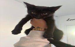 Domestic Shorthair cats for sale: Kittens for sale - Image 4