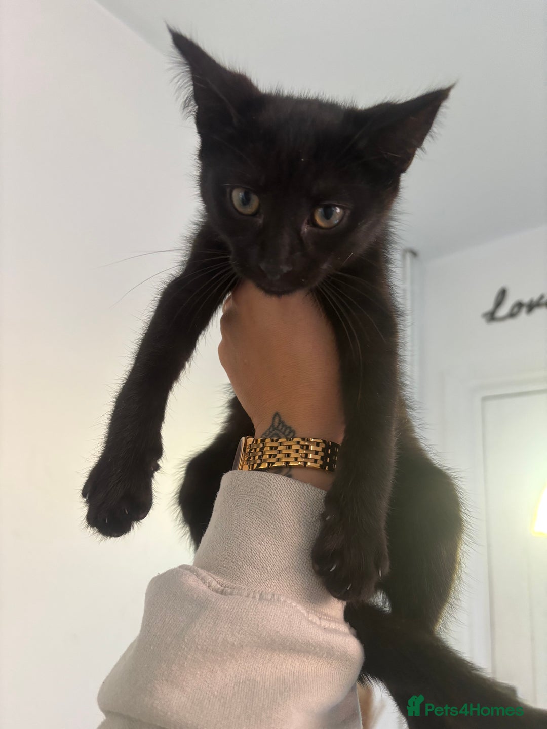Domestic Shorthair cats for sale: Kittens for sale - Image 4