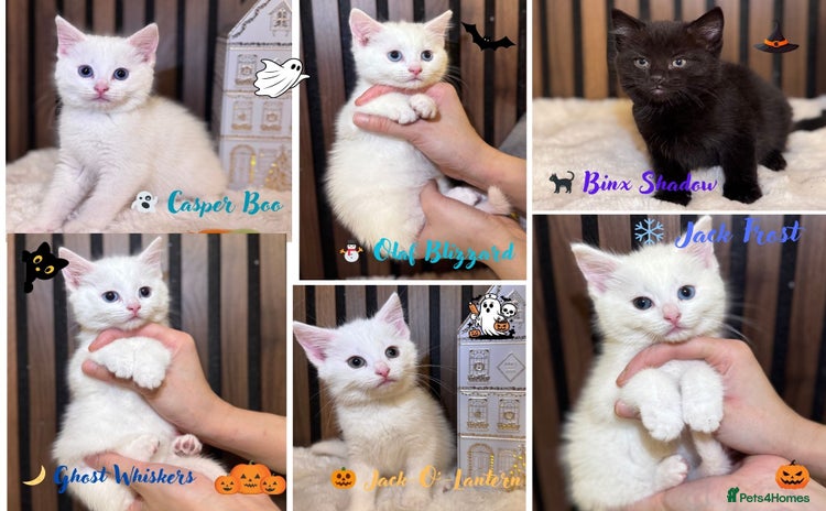 British Shorthair cats - Advert 1