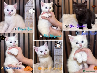 British Shorthair cats - Advert 4