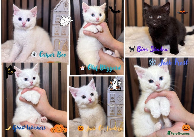 British Shorthair cats - Advert 4